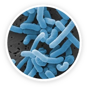 Microscope-style image of the Lactobacillus paracasei strain used in ProDentim
