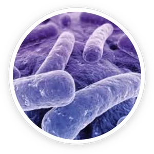 Microscope-style image of the B. lactis BL-04 strain used in ProDentim