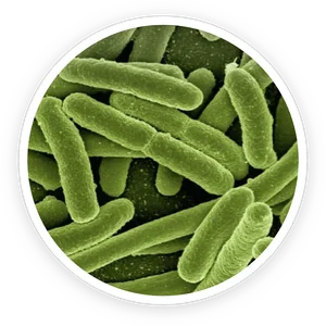 Microscope-style image of the Lactobacillus reuteri strain used in ProDentim